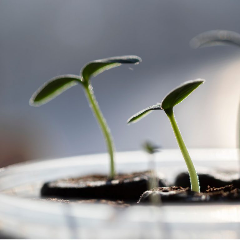 best light to use to start seeds indoors