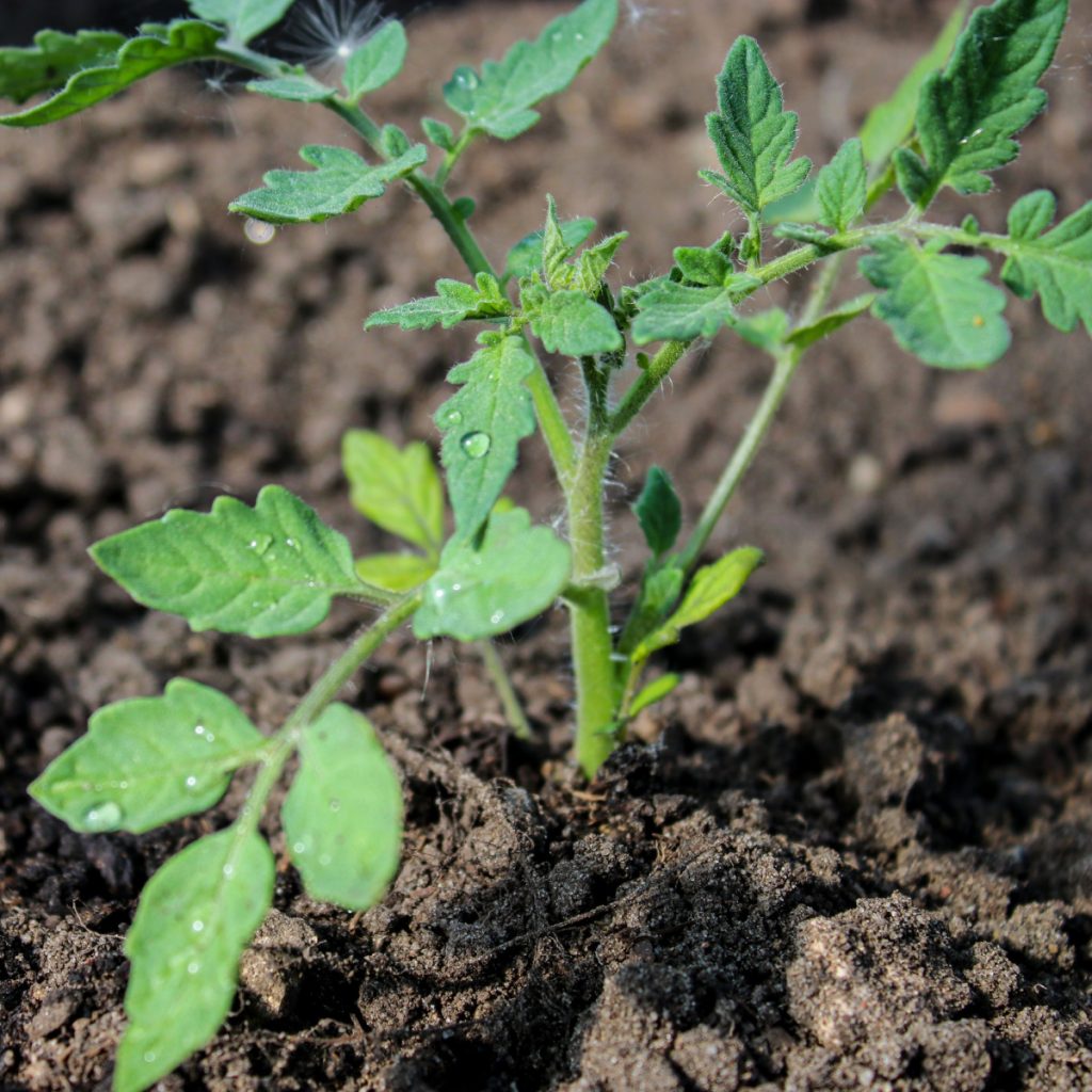 soil - tomatoes grew last year