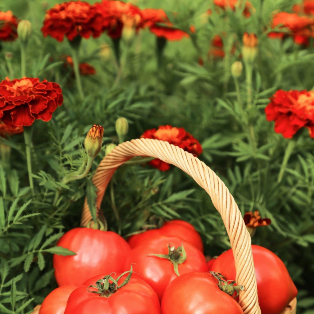 boost tomato plants with marigolds