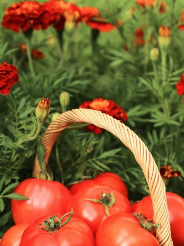 boost tomato plants with marigolds