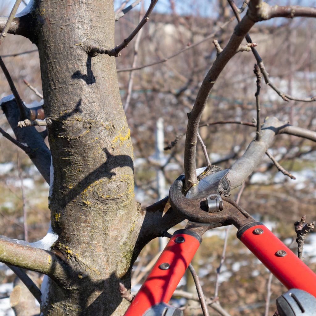 prune apple trees in winter