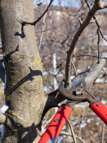 prune apple trees in winter