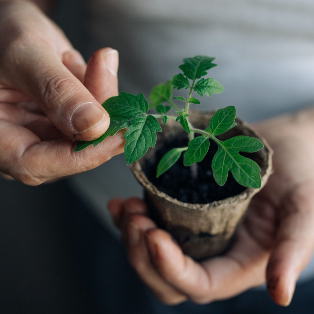 start tomato seeds indoors