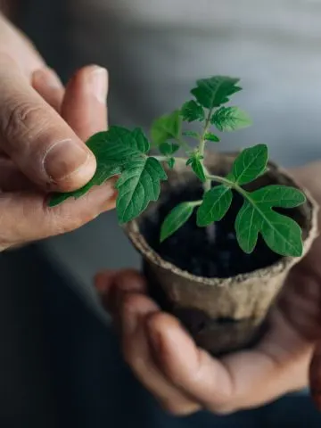 start tomato seeds indoors