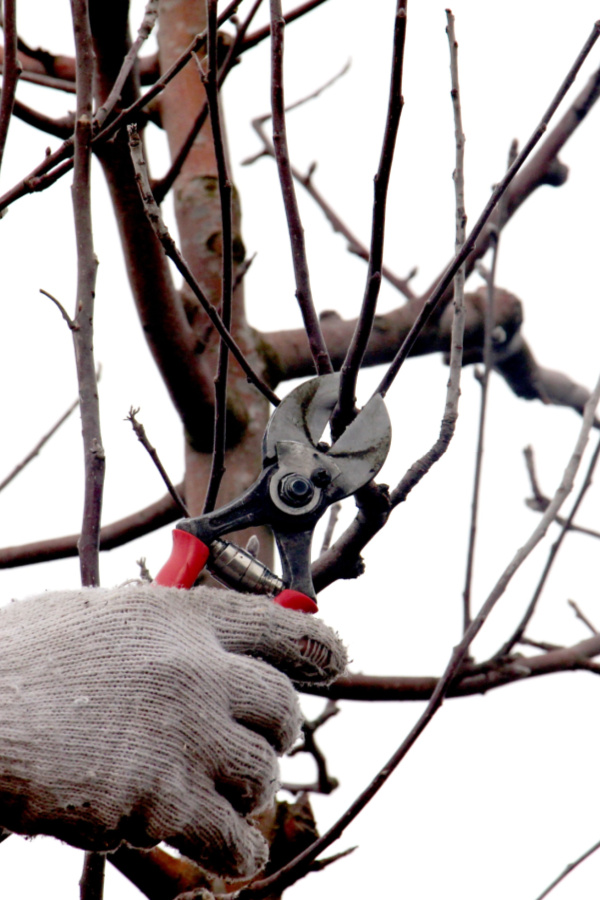 thinning - pruning apple trees in the winter