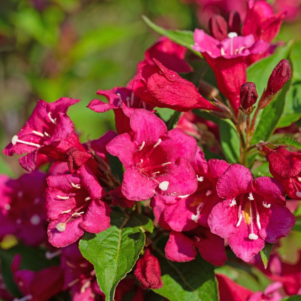 must have flowering shrubs