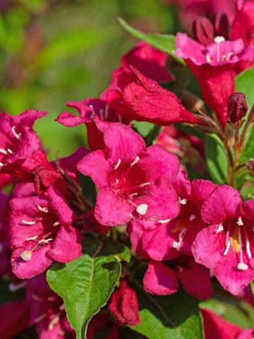 must have flowering shrubs