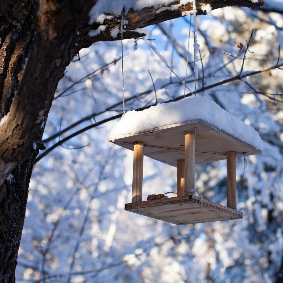 3 Easy Ways To Feed Birds In The Winter - Without A Bird Feeder!