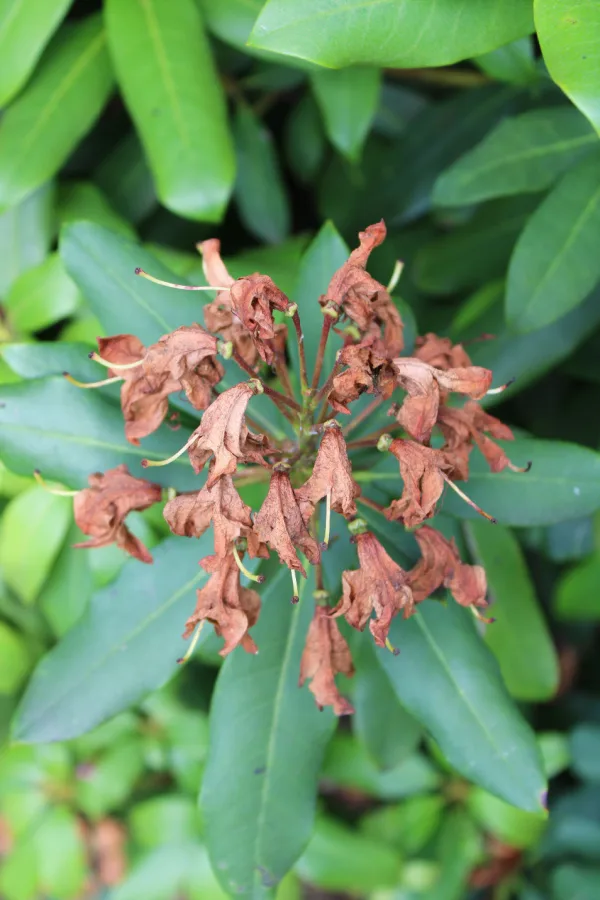 pruning rhododendrons in spring - 4 Bushes You Should Never Prune In The Spring!