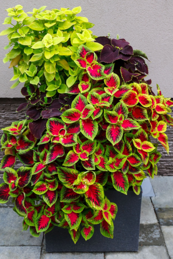 coleus