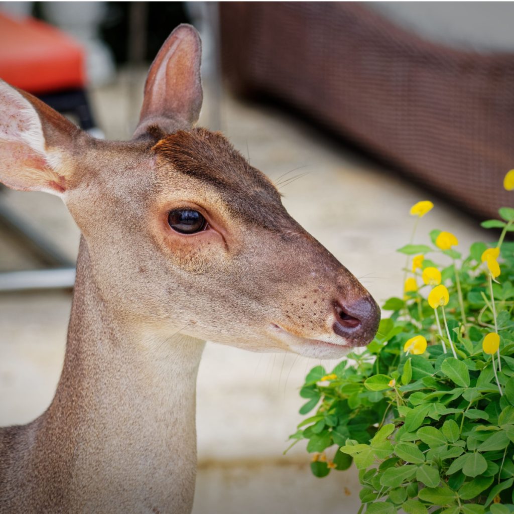 deer eating flowers