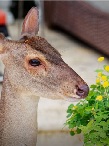 deer eating flowers