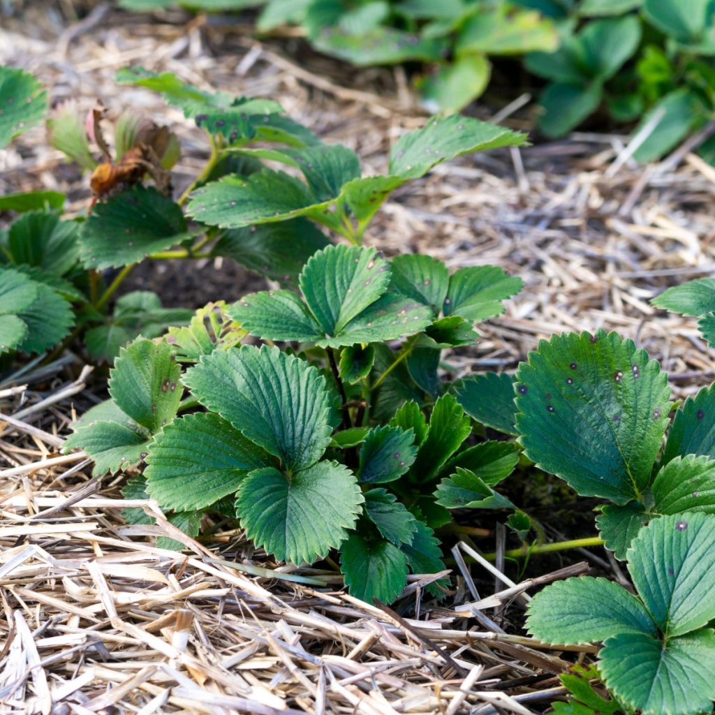 early spring strawberry care