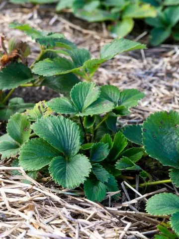 early spring strawberry care