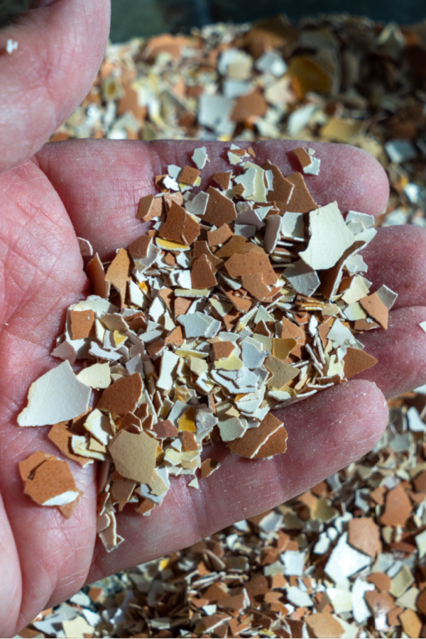 using egg shells correctly in the garden