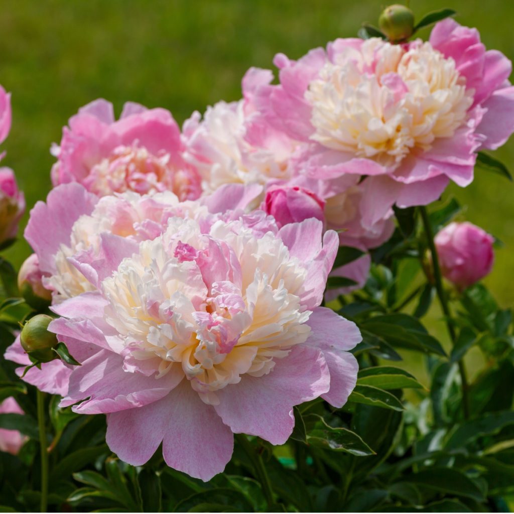 fertilize peonies in early spring