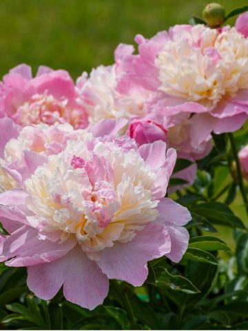 fertilize peonies in early spring