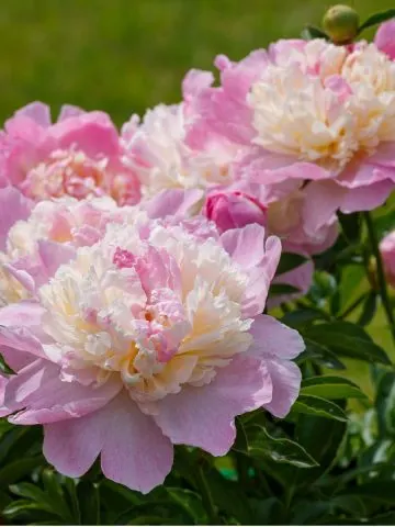 fertilize peonies in early spring