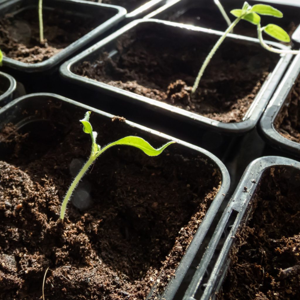 fertilize indoor seedlings