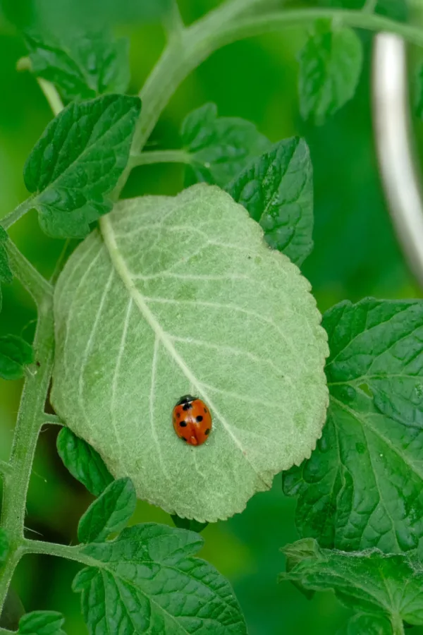 aphids tomato plants and marigolds