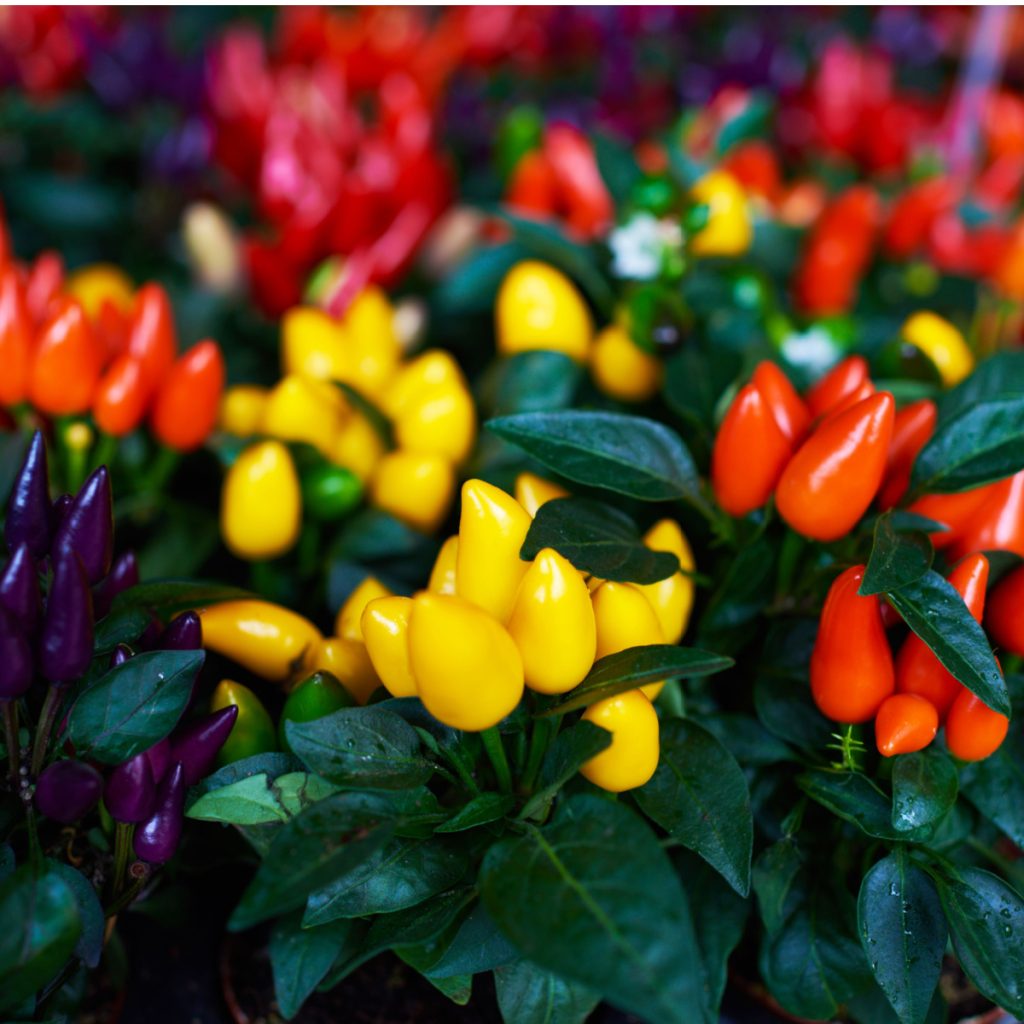 pots with ornamental peppers