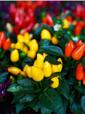 pots with ornamental peppers