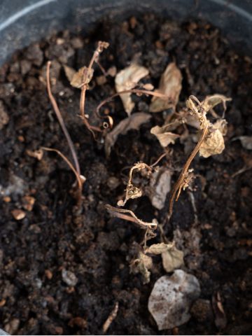 recharge potting soil