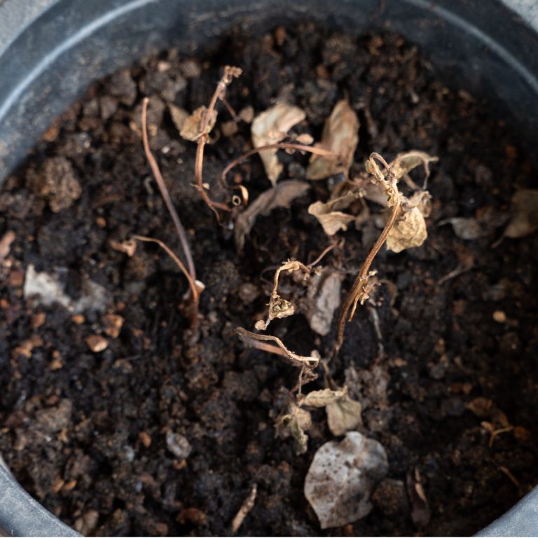 recharge potting soil