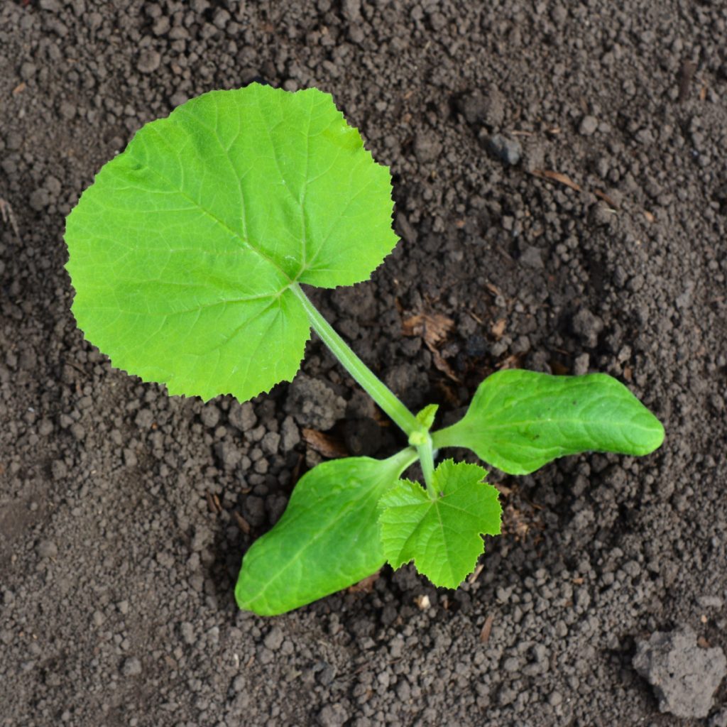 right way to plant zucchini