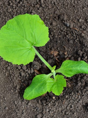 right way to plant zucchini