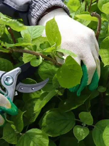 Spring pruning bushes