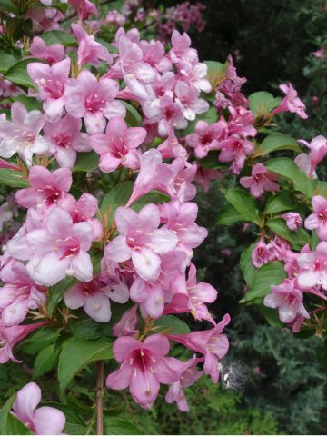 best pest and drought resistant bush to plant