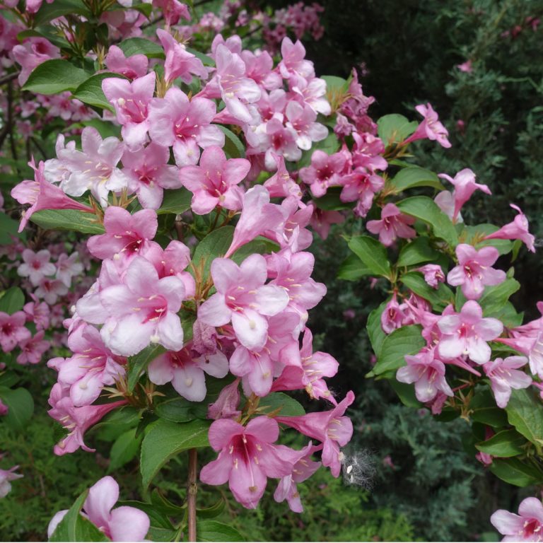 best pest and drought resistant bush to plant