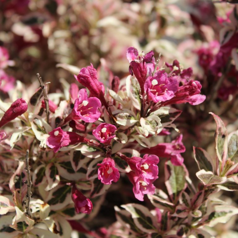 The Best Pest & Drought Resistant Bush Why To Grow Weigela!