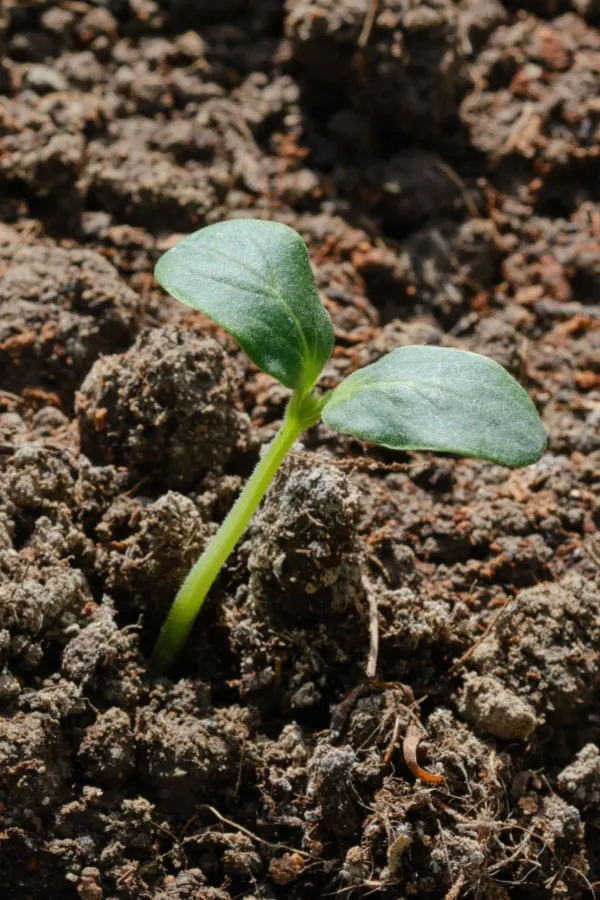 zucchini seeds sprouting