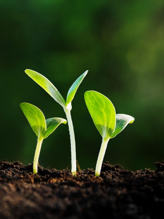 best spring seed crops