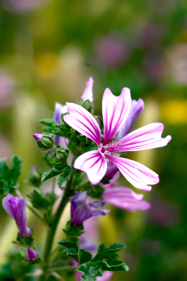 how to fertilize creeping phlox in the spring