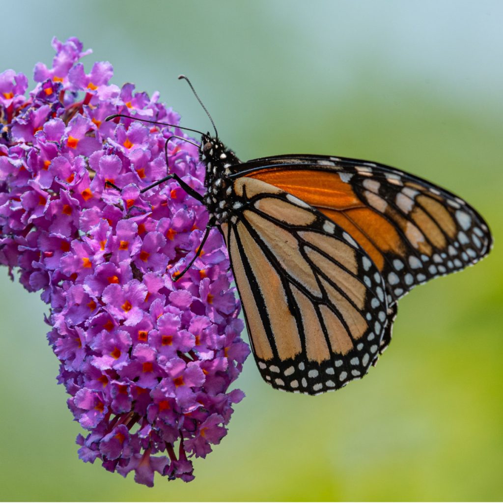 Butterfly on a plant