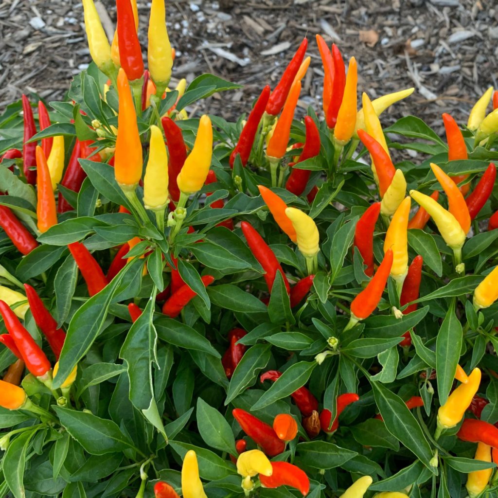 colorful annuals