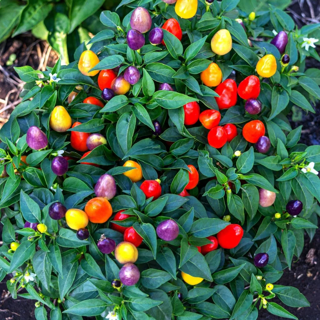 potted ornamental peppers - stunning containers