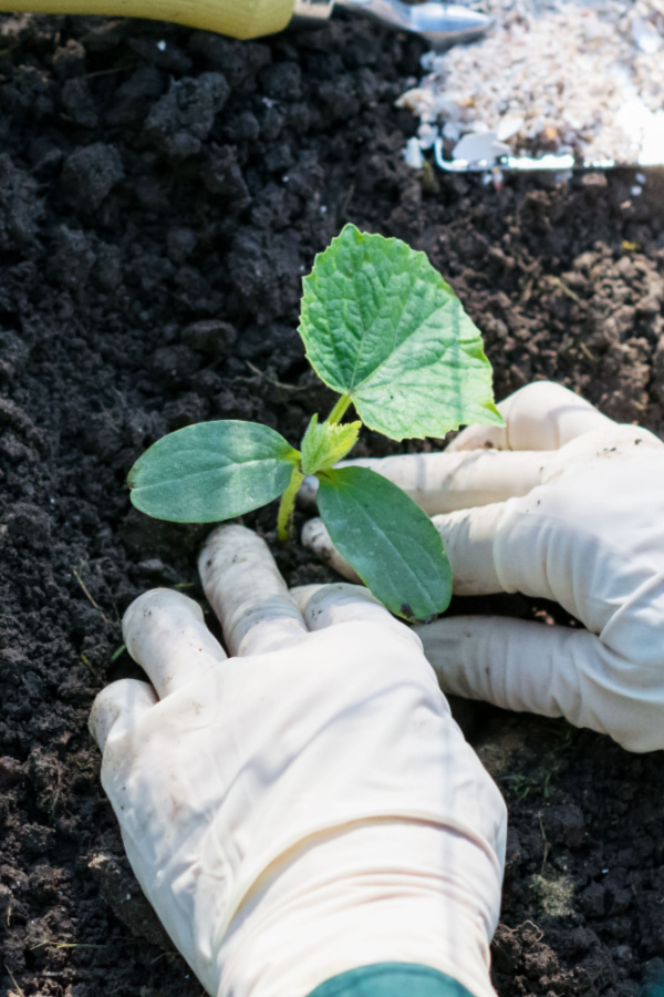 cucumber transplant - best way to plant