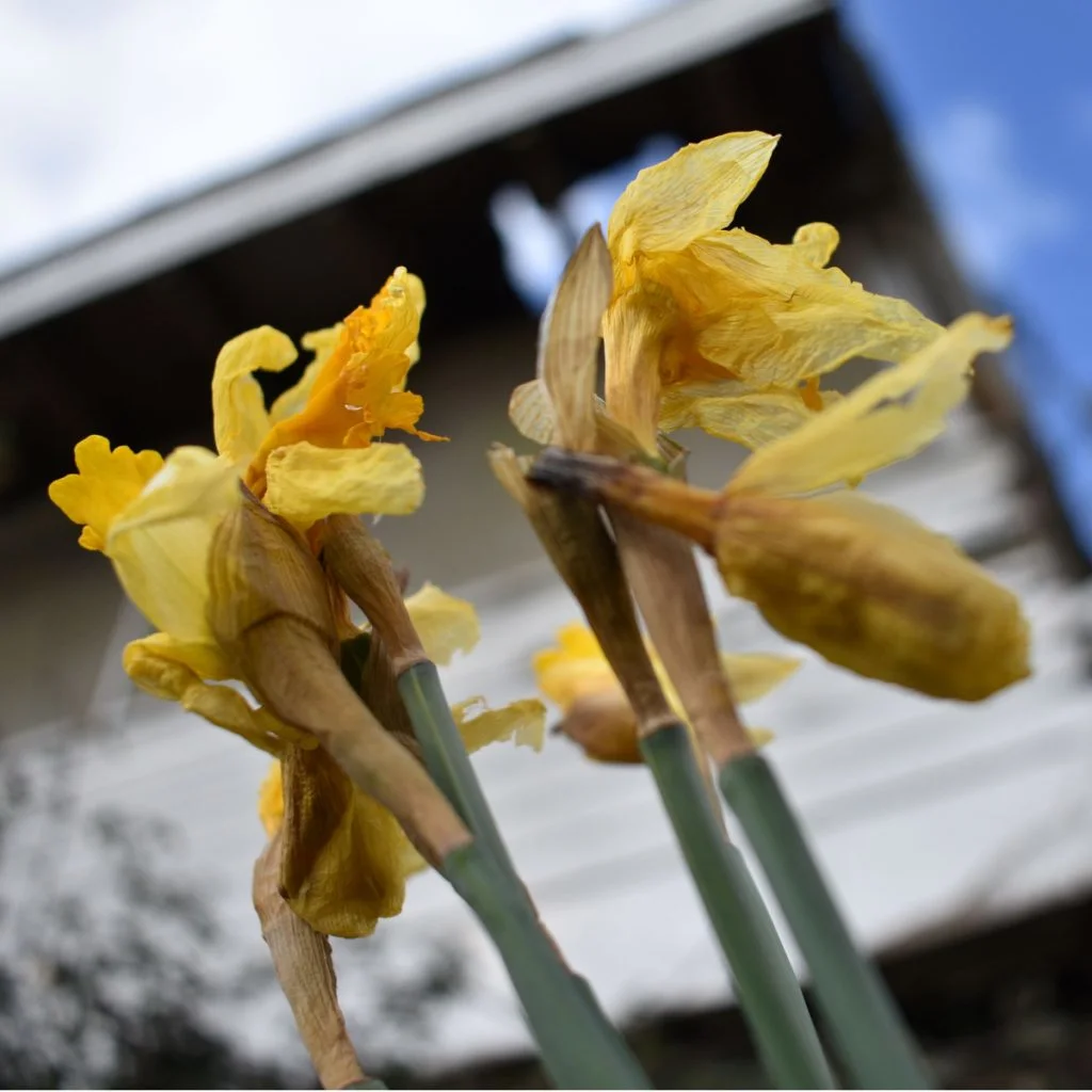 What to do with daffodils after they bloom