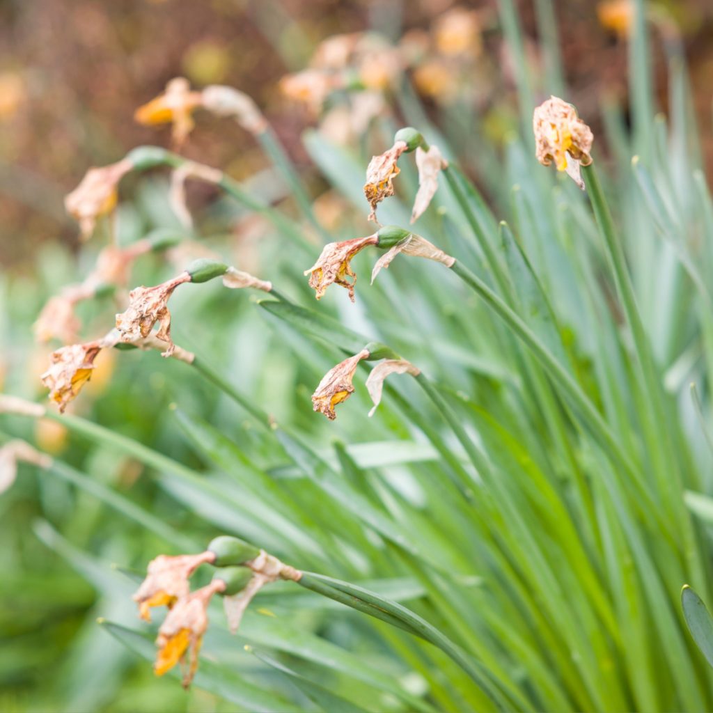 what to do with daffodils after they bloom