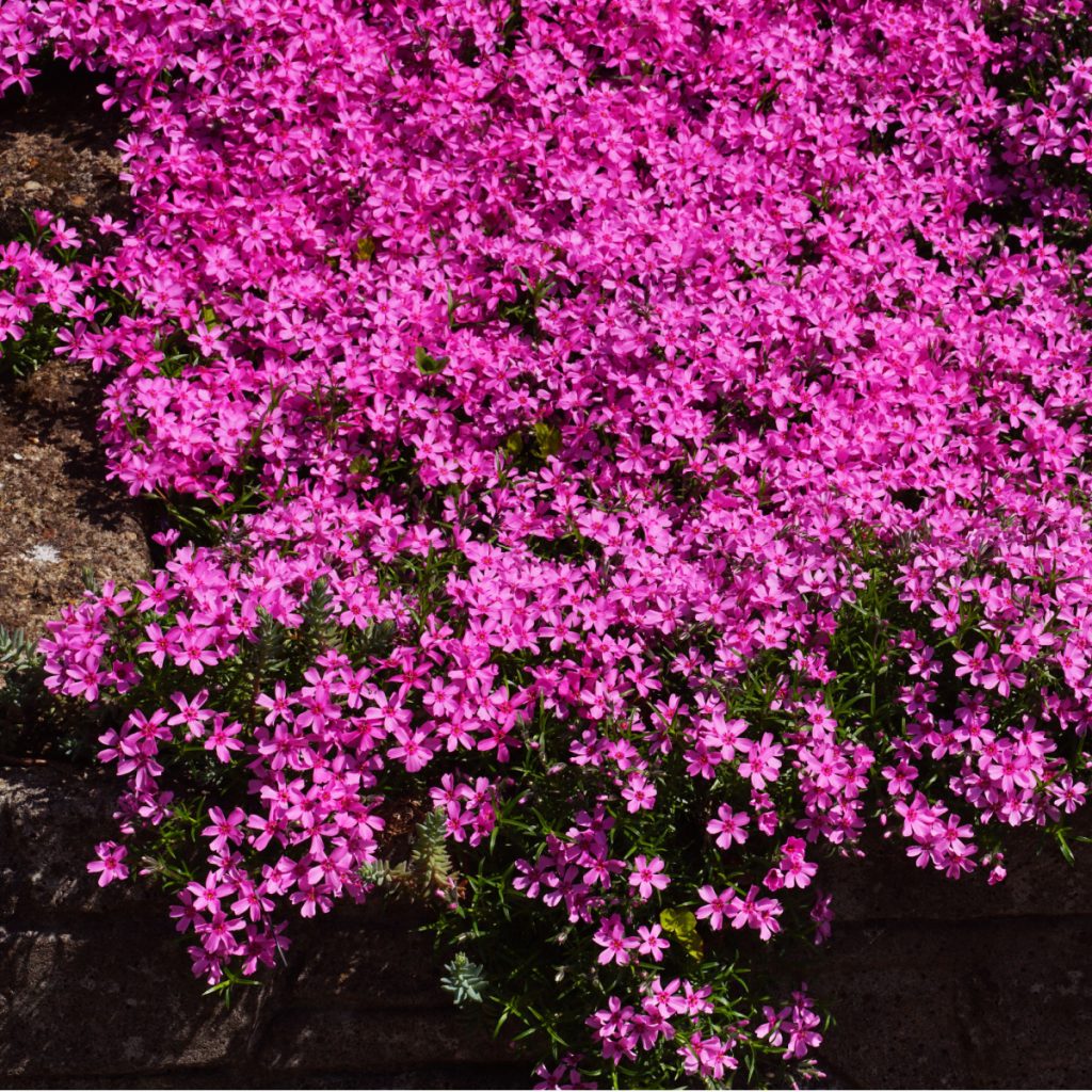 fertilize phlox in early spring