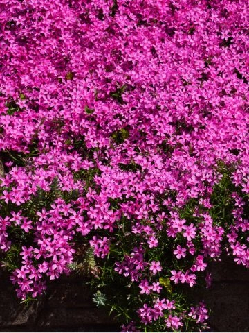 fertilize phlox in early spring