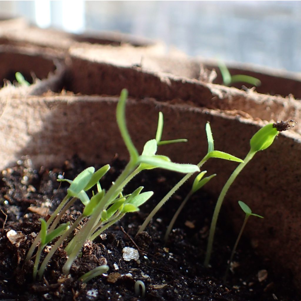 mistake starting seeds indoors