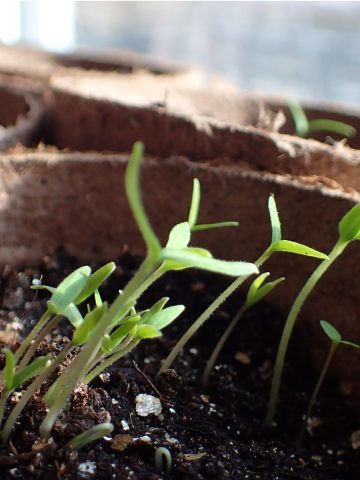 mistake starting seeds indoors