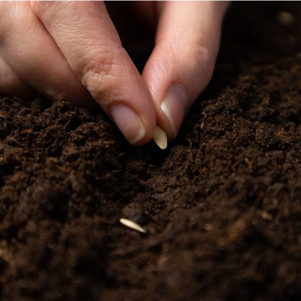 best way to plant cucumbers