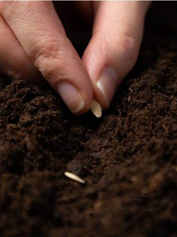 best way to plant cucumbers