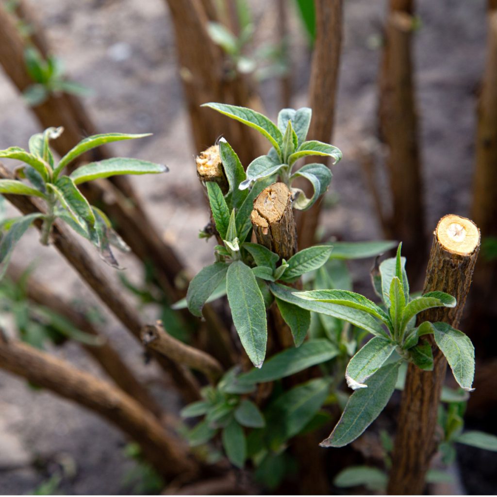 bushes you need to prune in the spring